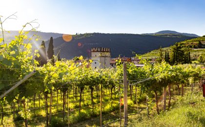 vin italien naturel Bonte Divino